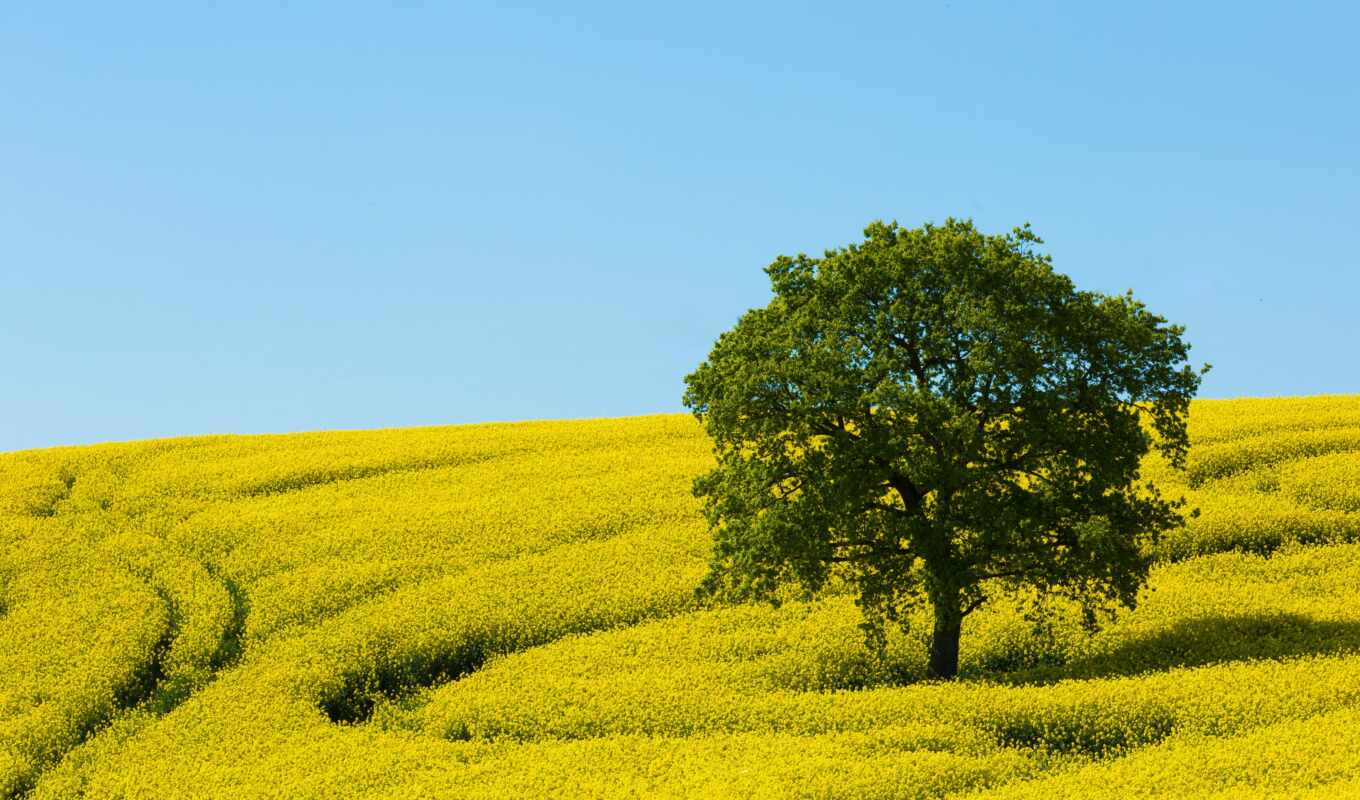цветы, summer, дерево, трава, поле, landscape, добавить, поляна, yellow, natural, рапс