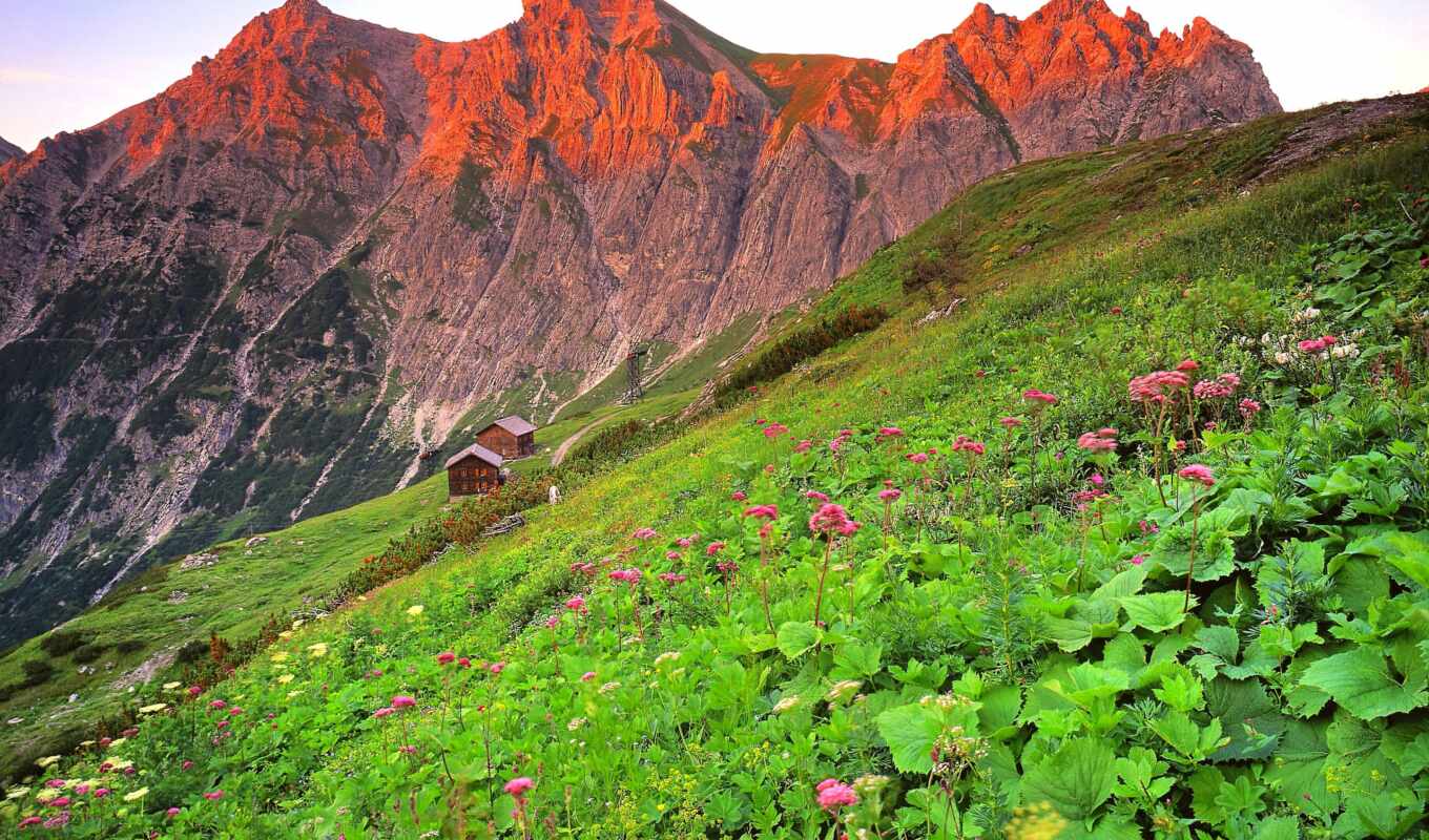flowers, mountain, slope