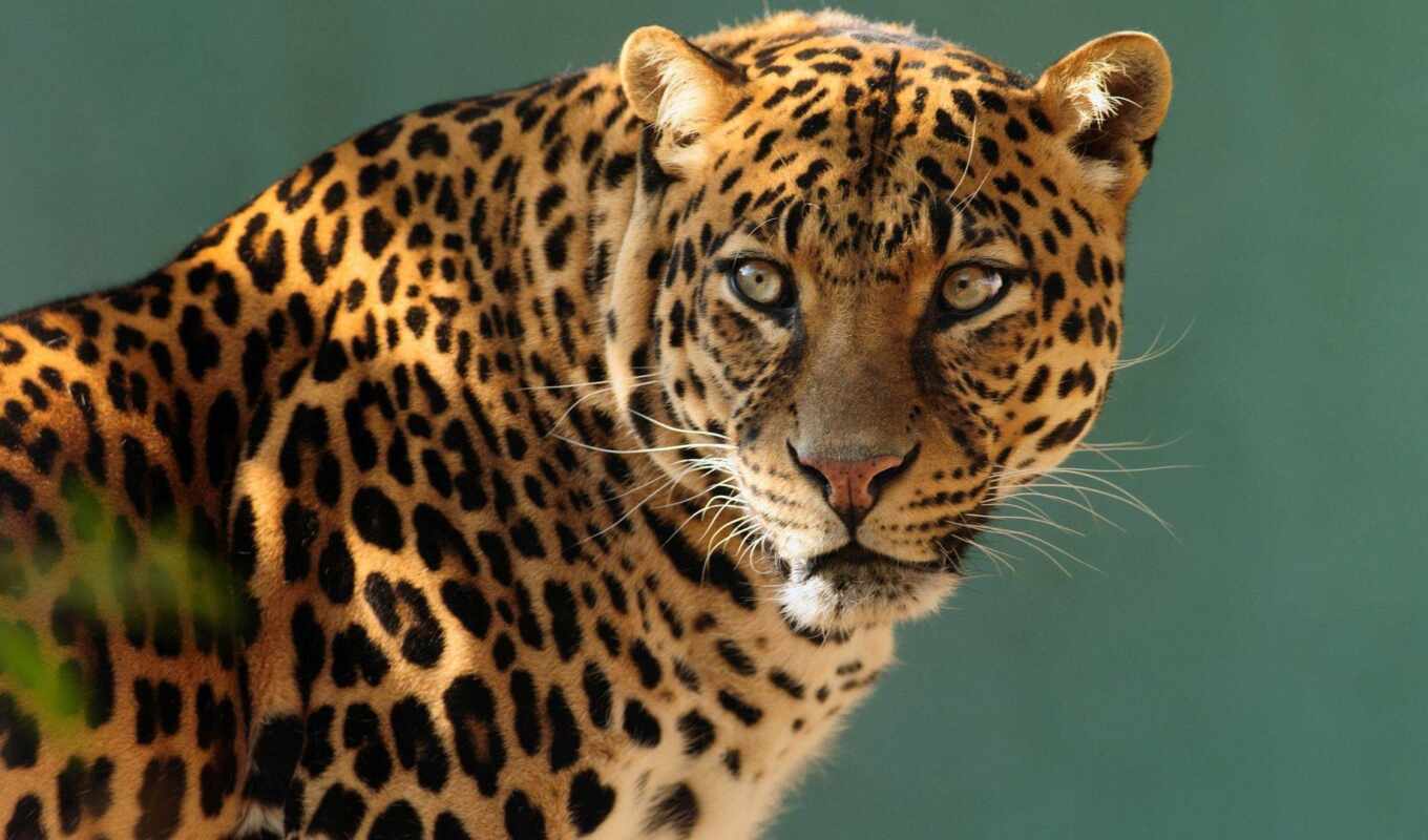 кот, jaguar