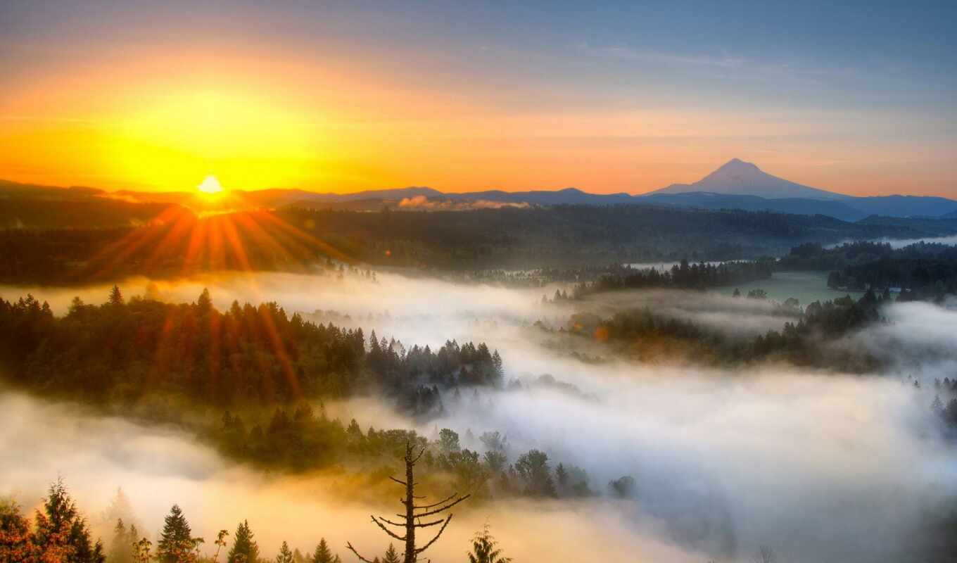 nature, sun, sunrise, fog, rising, because
