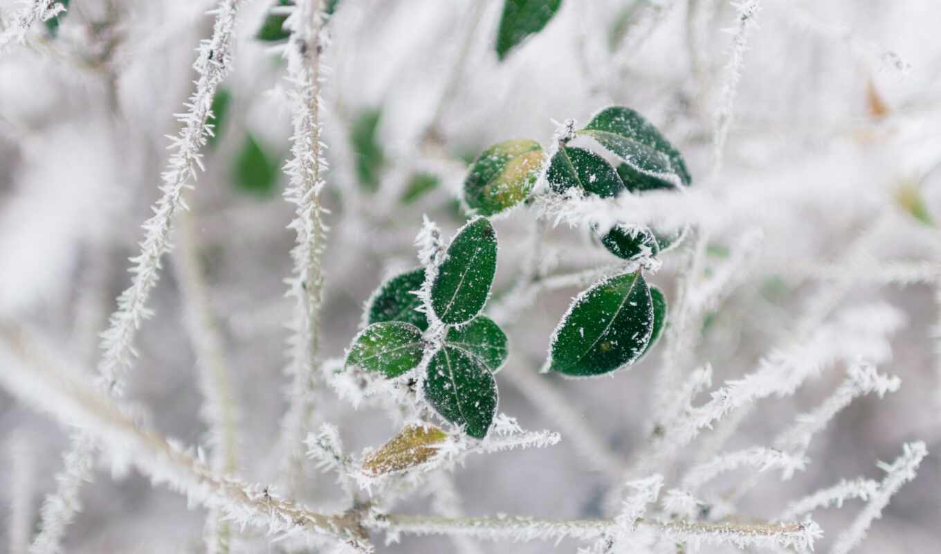 frost, winter