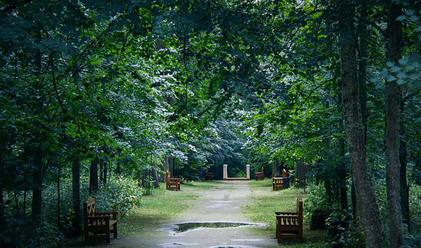дождь, дерево, park, отражение, скамейка