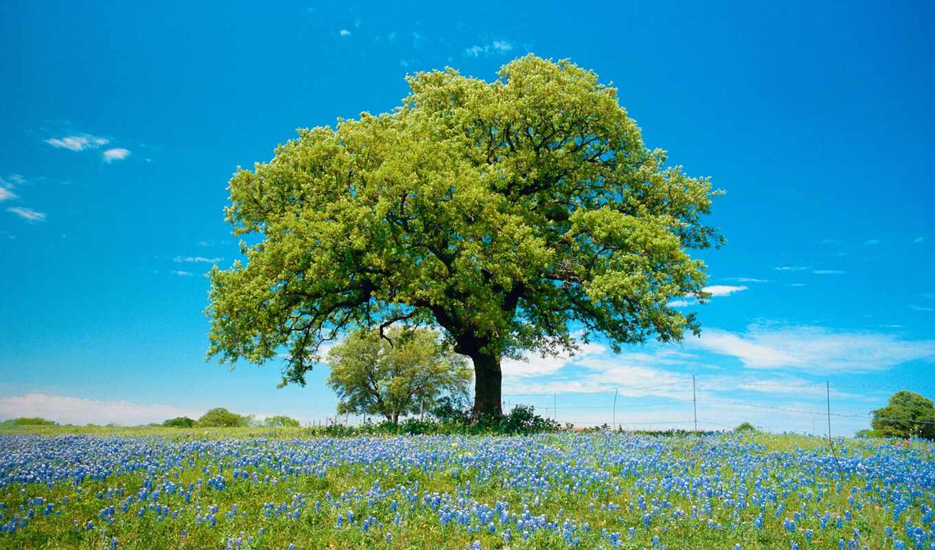 nature, sky, tree, field, single, blue, colors