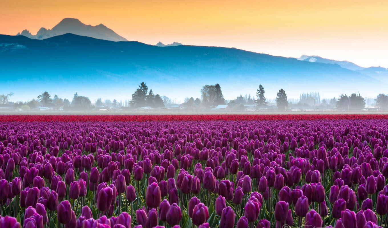 flowers, field, pink, tulips, bouquet, tulpan, purple, colour, tulips