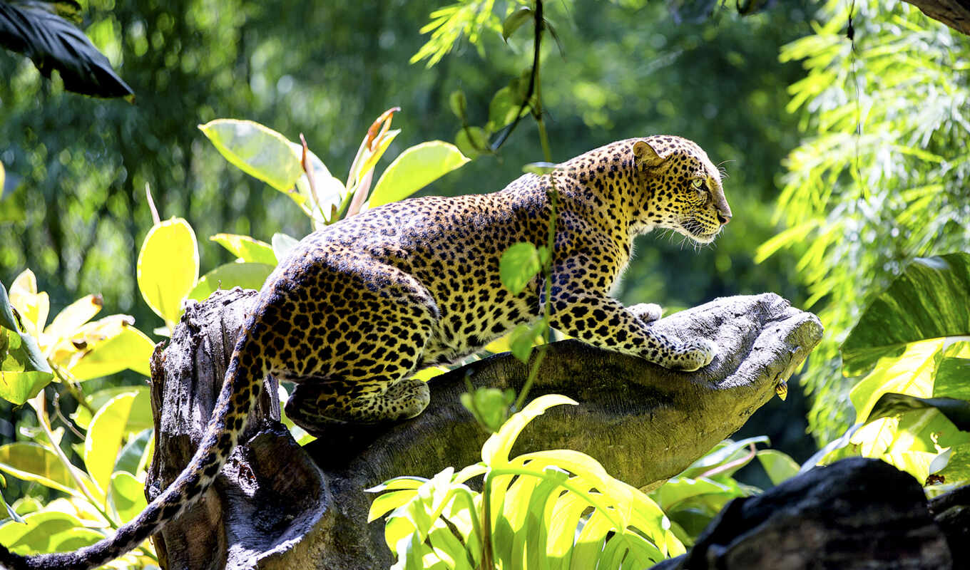 jungle, браун, леопард, wild, cats, jaguar