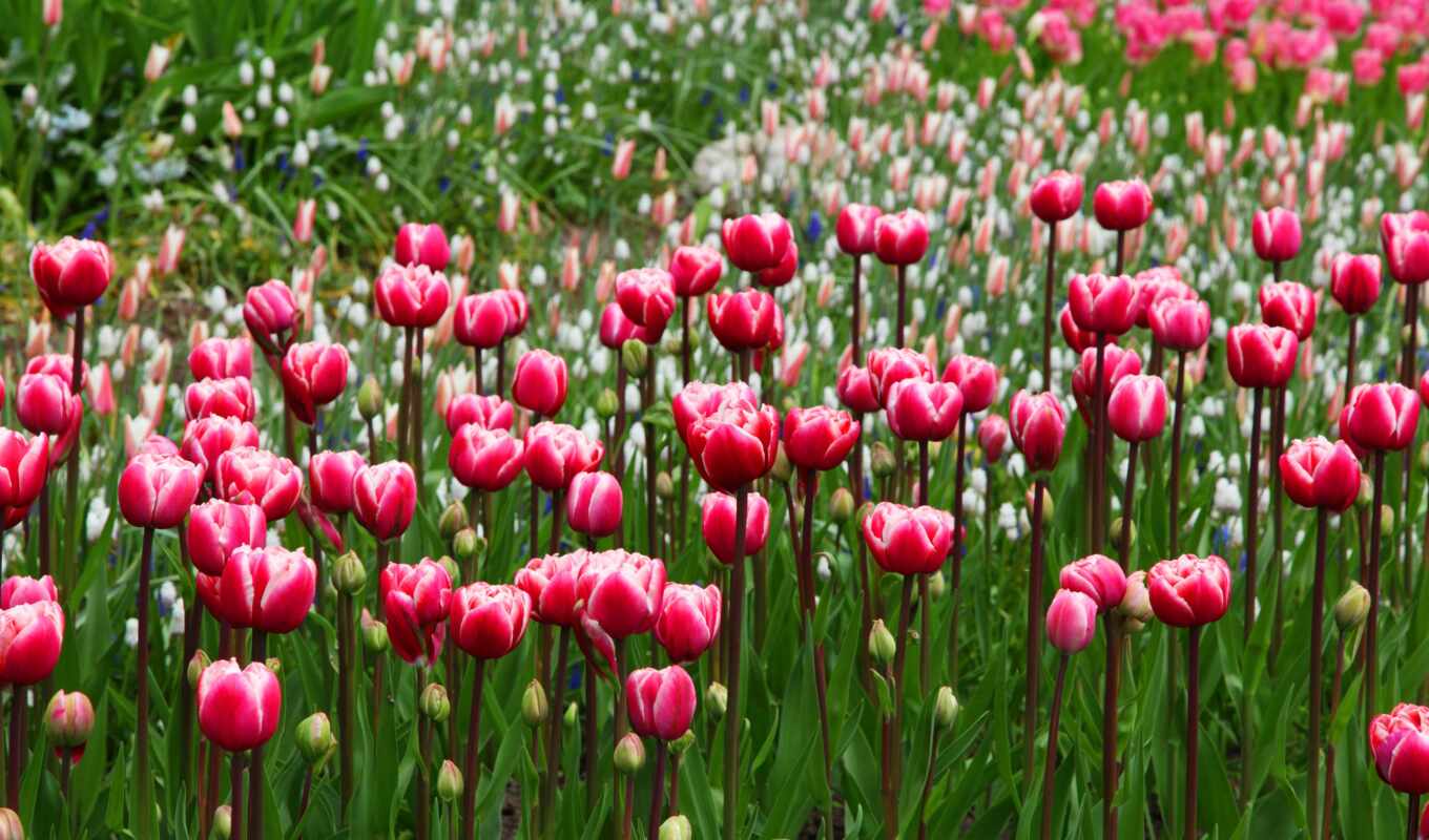 garden, tulip, cvety, flowerbed