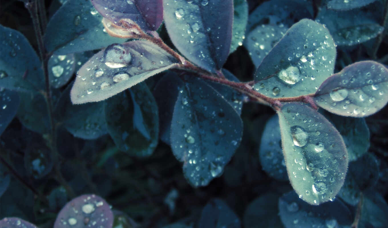 drop, sheet, water, leaf