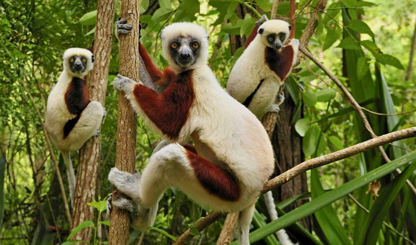 mobile, cute, обезьяна, animal, мадагаскар, lemur, древесина, rainforest, fore