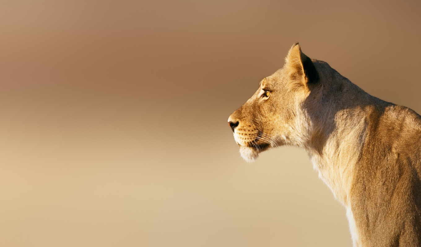 photo, day, chart, lioness