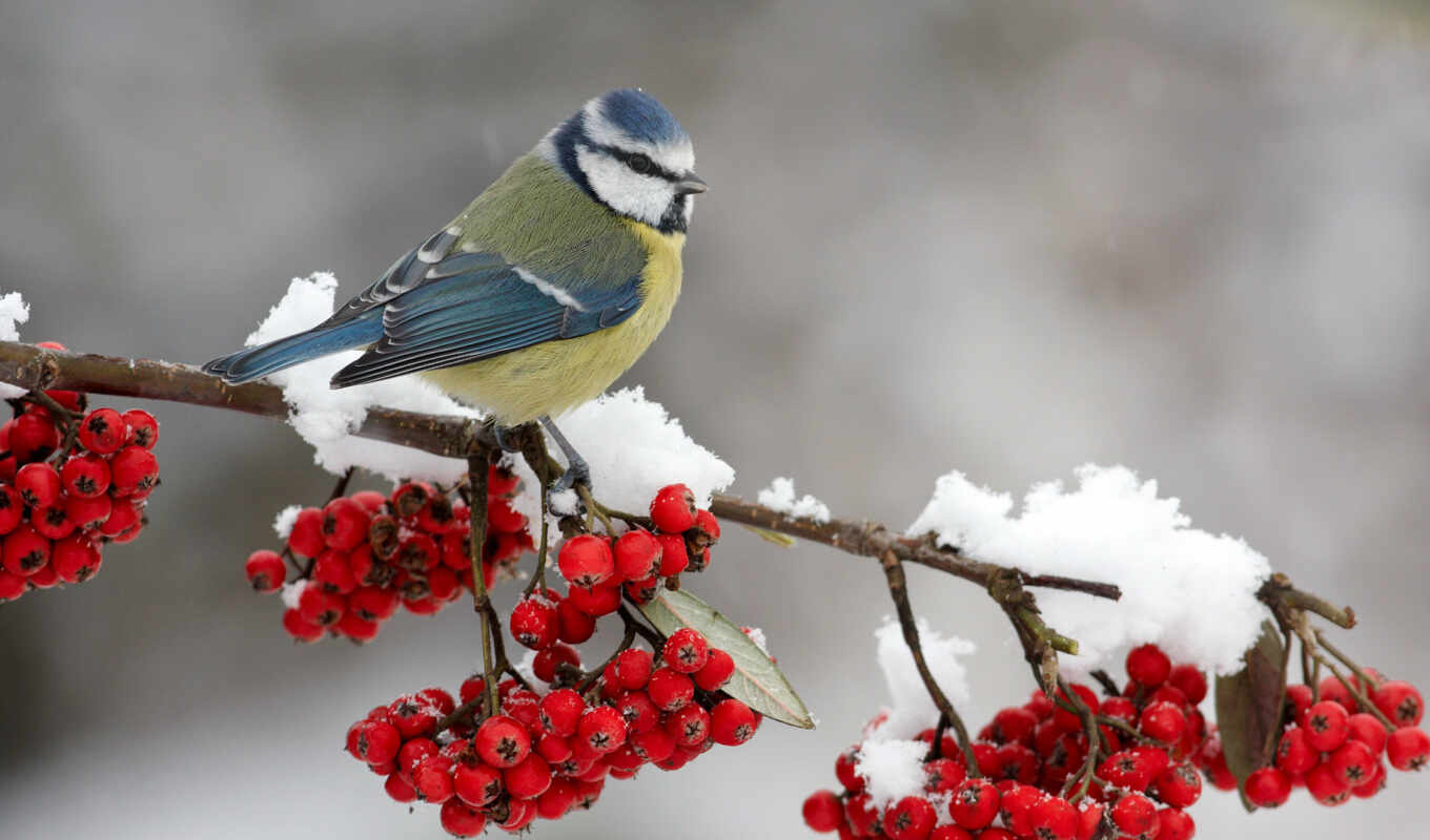 bird, day, berry