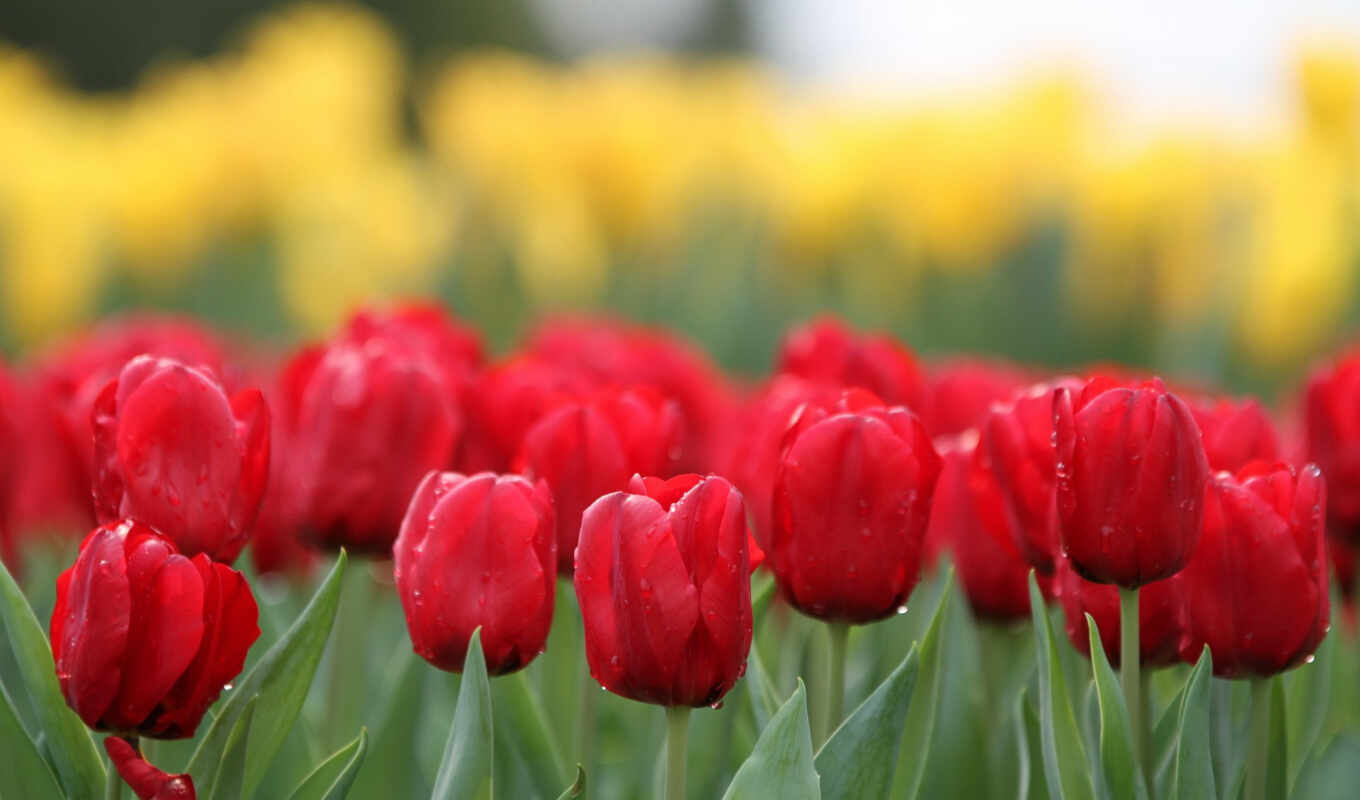 nature, desktop, red, tulips, bouquet, cvety, tulips, natre