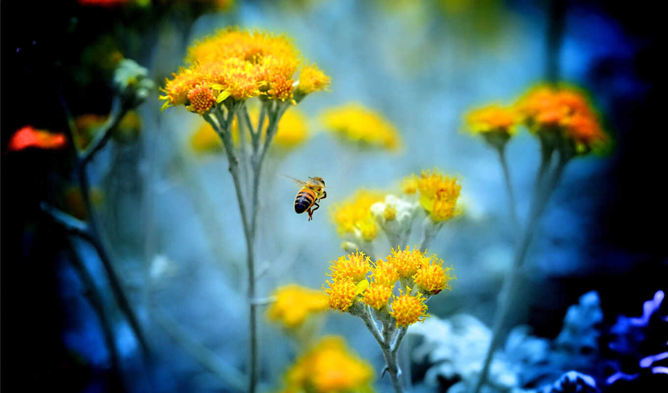 цветы, пчелка, макро, яndex, насекомое, cvety, zhivotnye, насекомые, пчелы