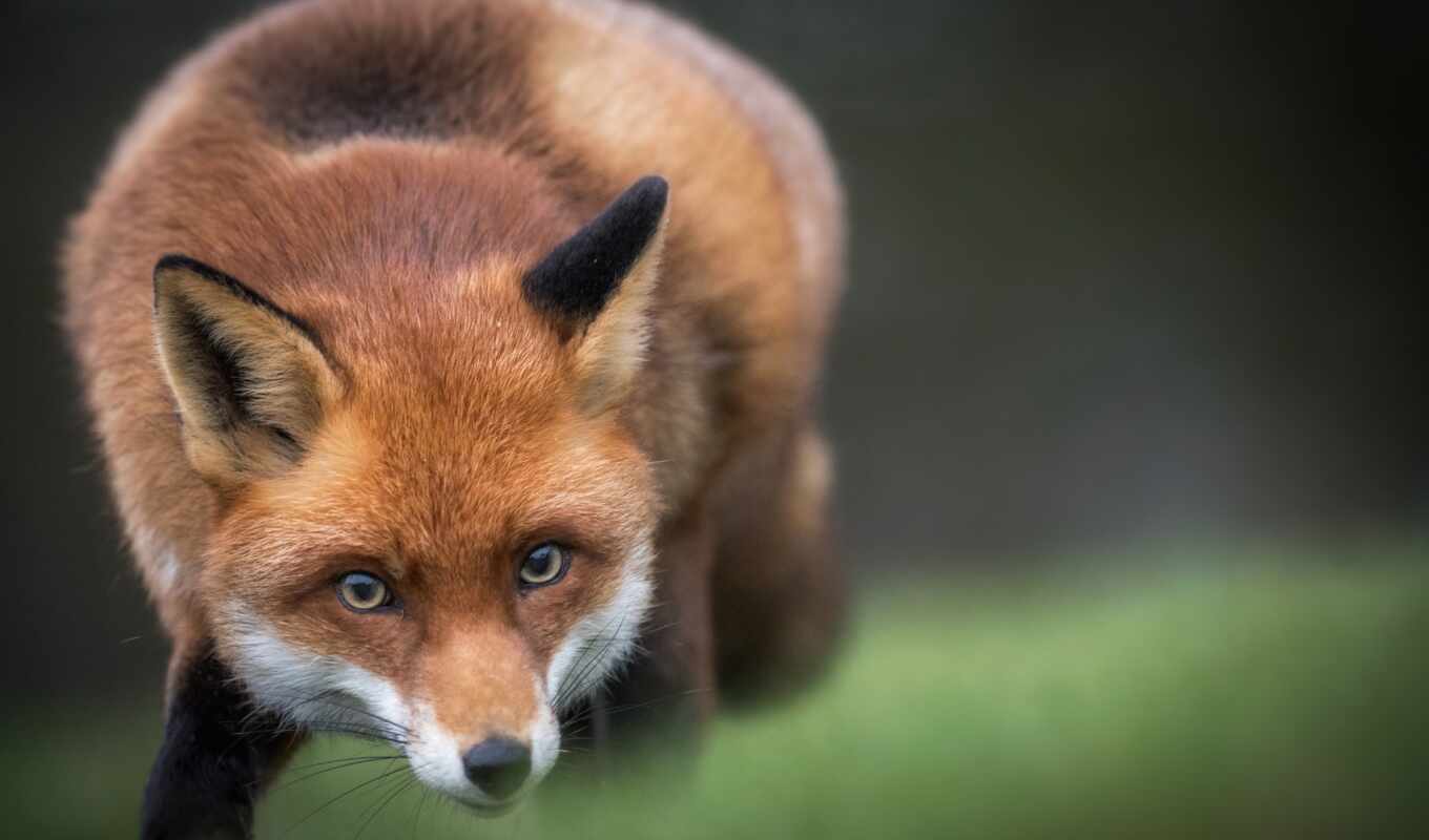 free, fox, which, sin, kartiniki, you, füchse