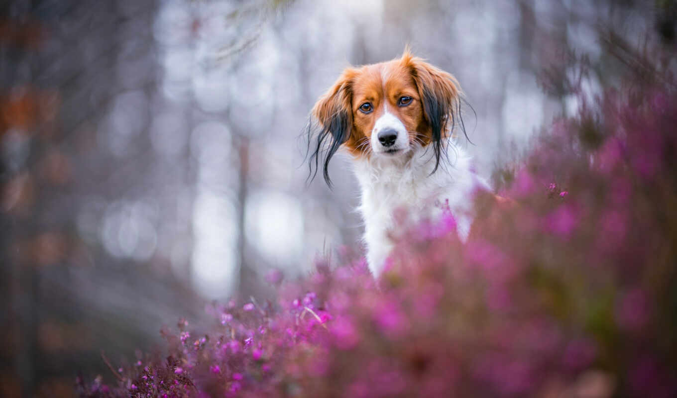 nature, flowers, light, eyes, dog, portrait, subject matter, see, puppy, heather, id