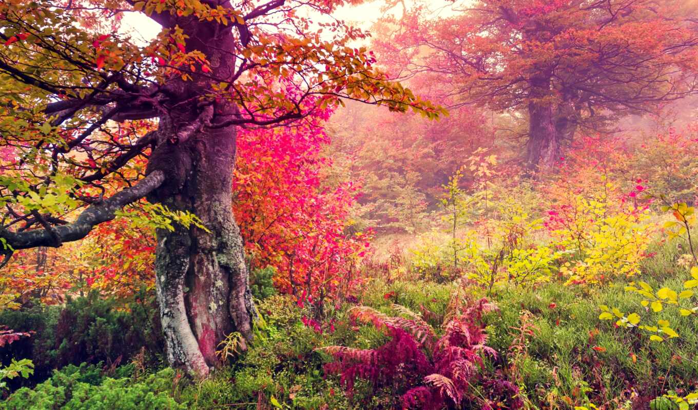 nature, sandbox, forest, landscape