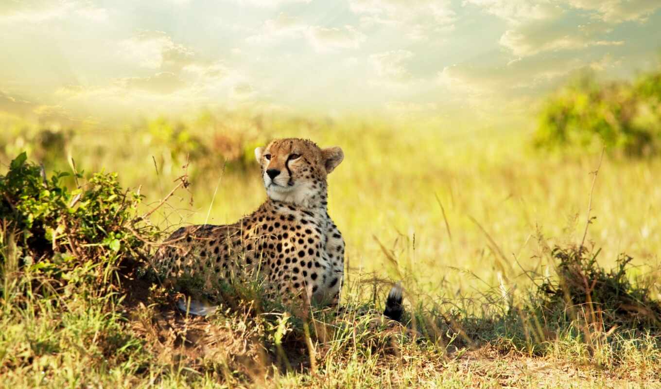 see, predator, savannah, cheetah, Africa, savannah