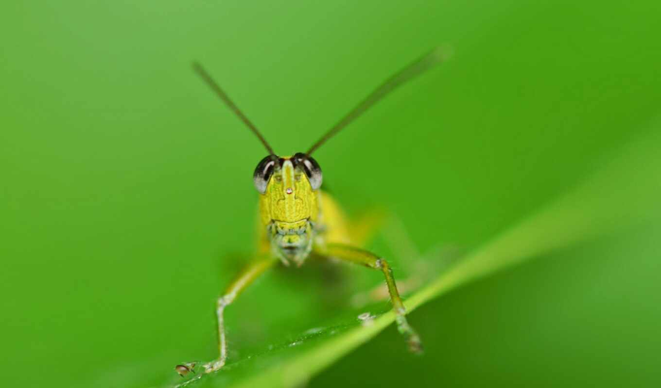 grasshopper, badfon