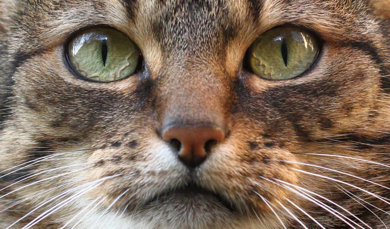 взгляд, кот, кошки, морда, tapety, ус, pulpit, zhivotnye, flickr, вибриссы