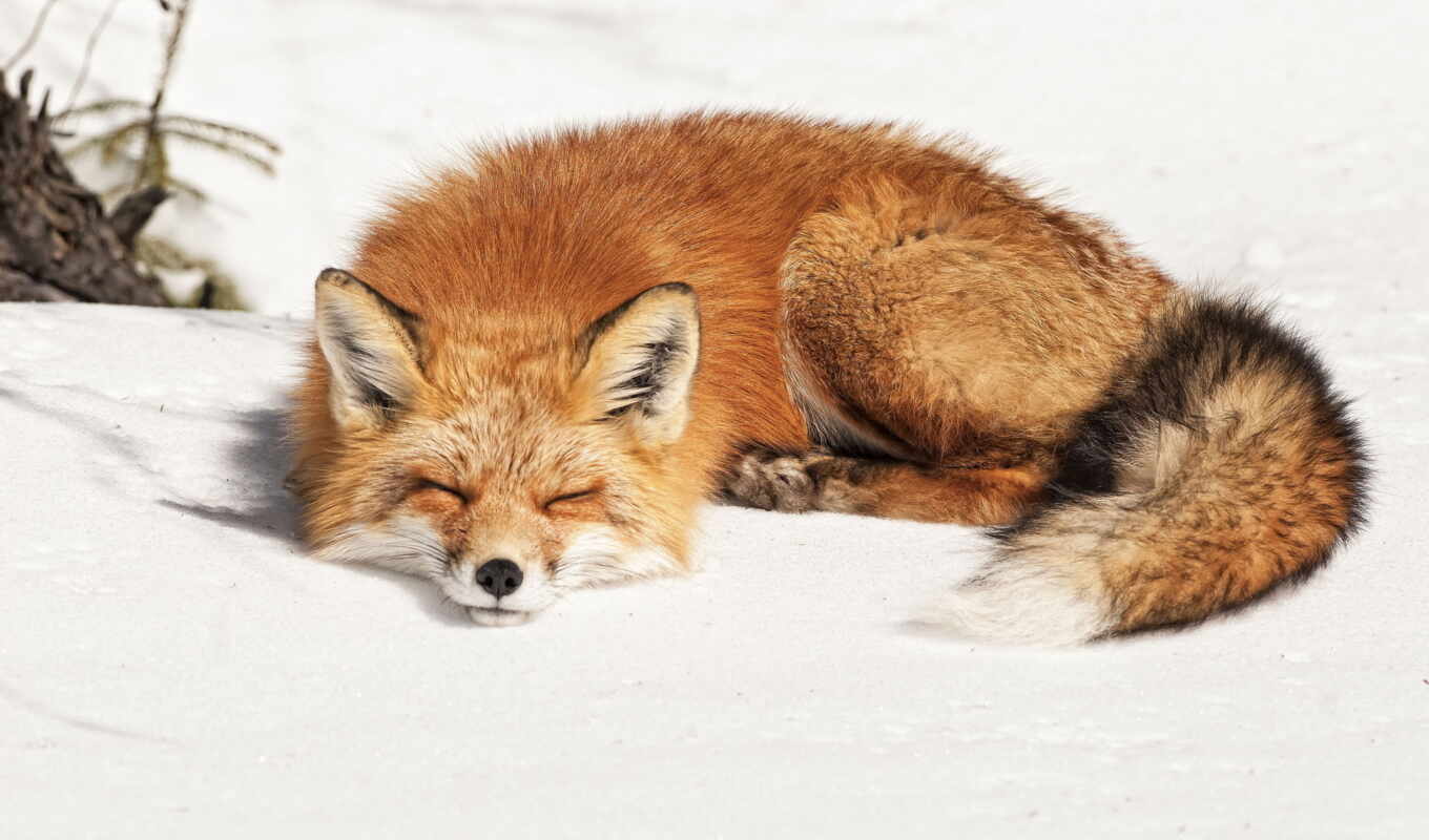 snow, winter, fox, zhivotnye