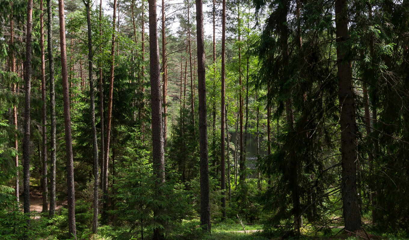 природа, площадь, белорусский, trees, области, посещение, лесов, леса, запрет, минская