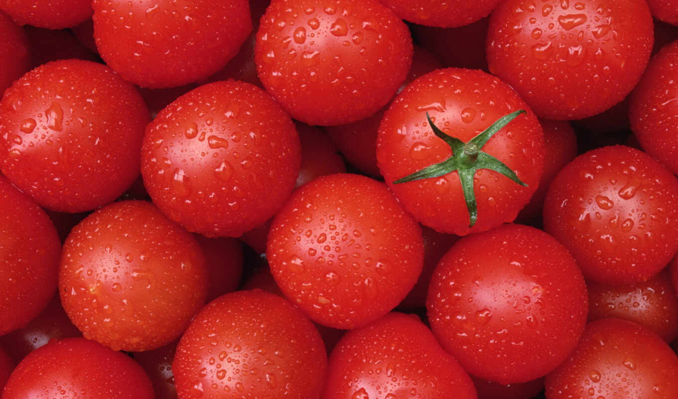 помидоры, томатов