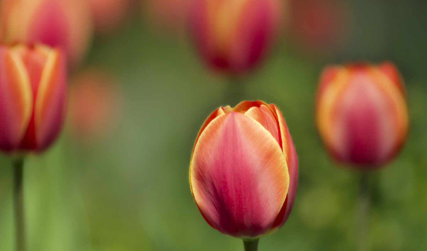 flowers, spring, tulip, makryi