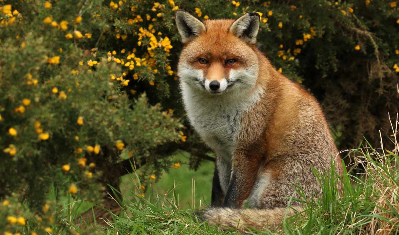 nature, fox