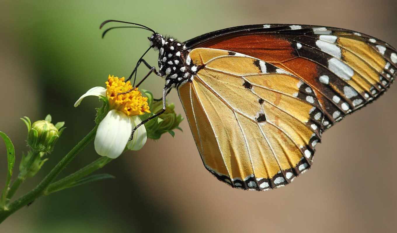 photo, butterfly, tiger, plain, adobe, danau, pixabay, milkweed, chrysippus, danaidan, anosia