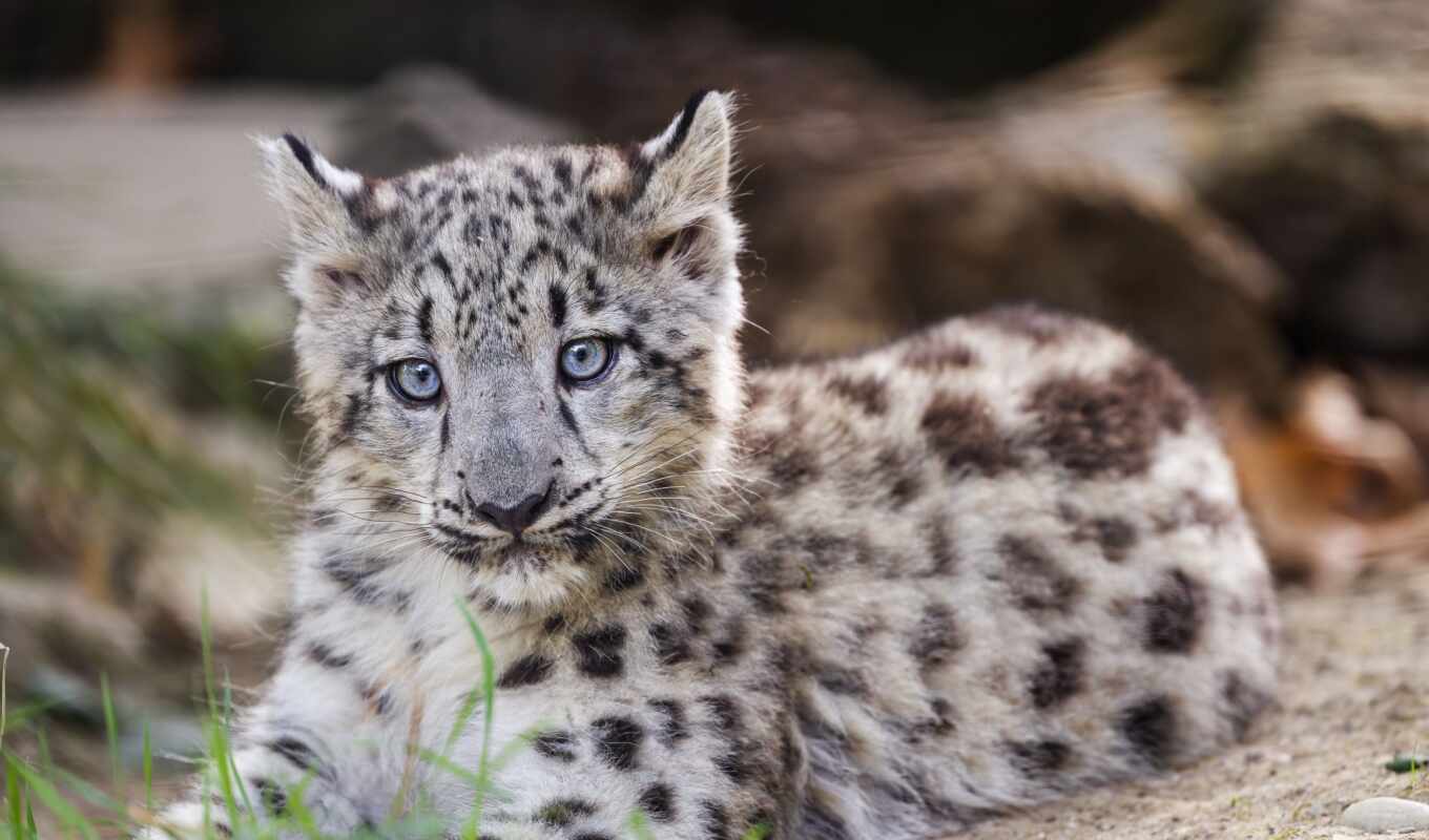 snow, leopard, the cub