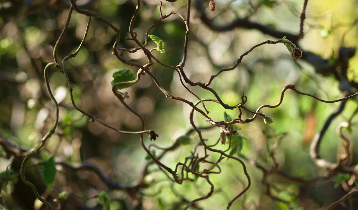 liana, природа, листья, кривые, листики, макро, 