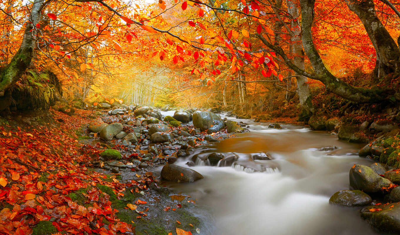 лес, осень, река, водопад
