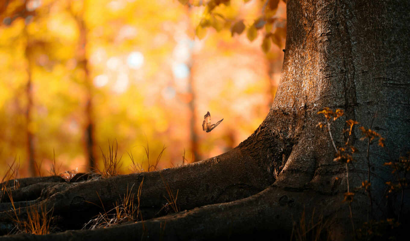 nature, beautiful, autumn, background, drawings