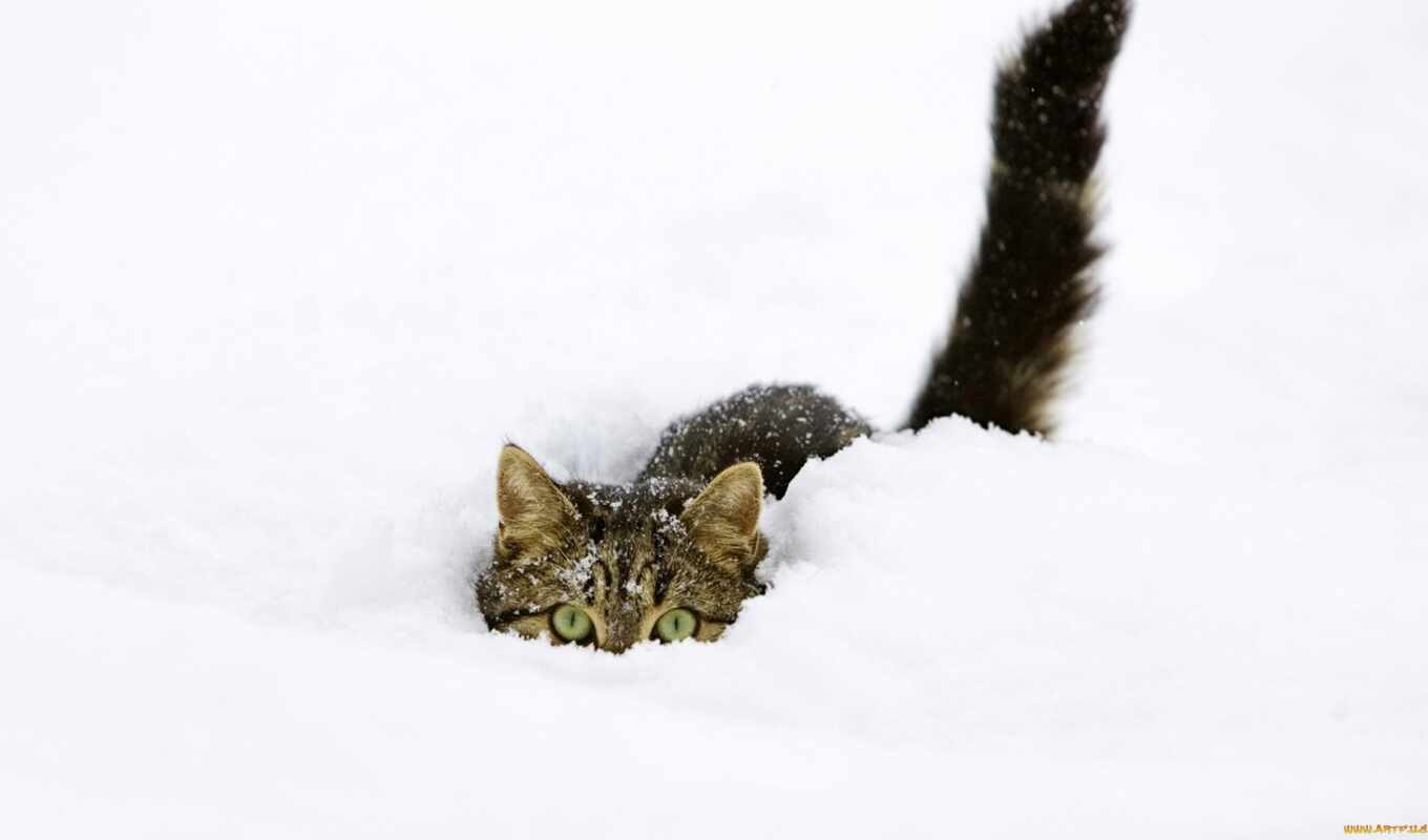 снег, совсем, они, кошки, снегу, любят, значит, пушистый, воду