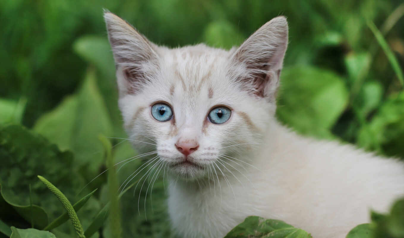взгляд, white, глаз, зелёный, кот, смотреть, котенок, kitty, id