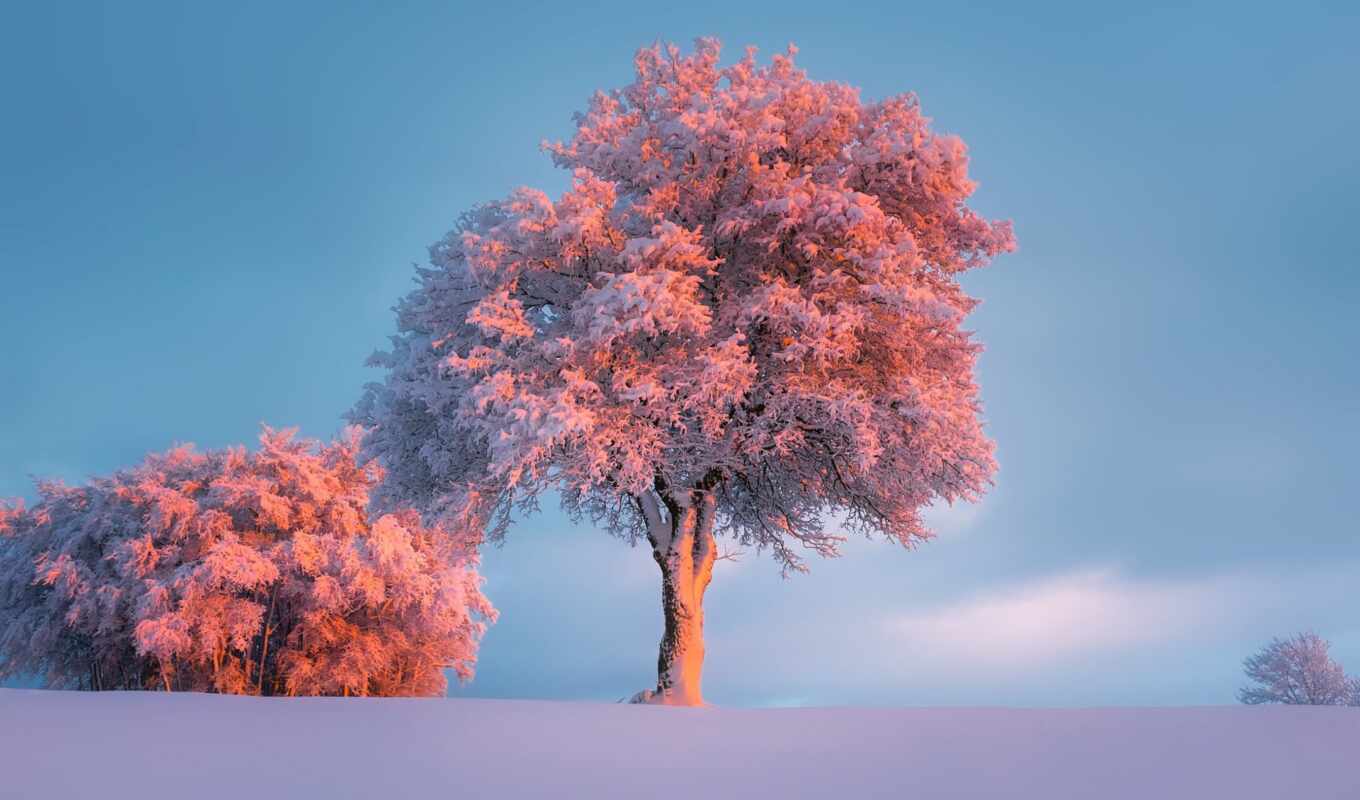 sky, tree, frost, snow, winter