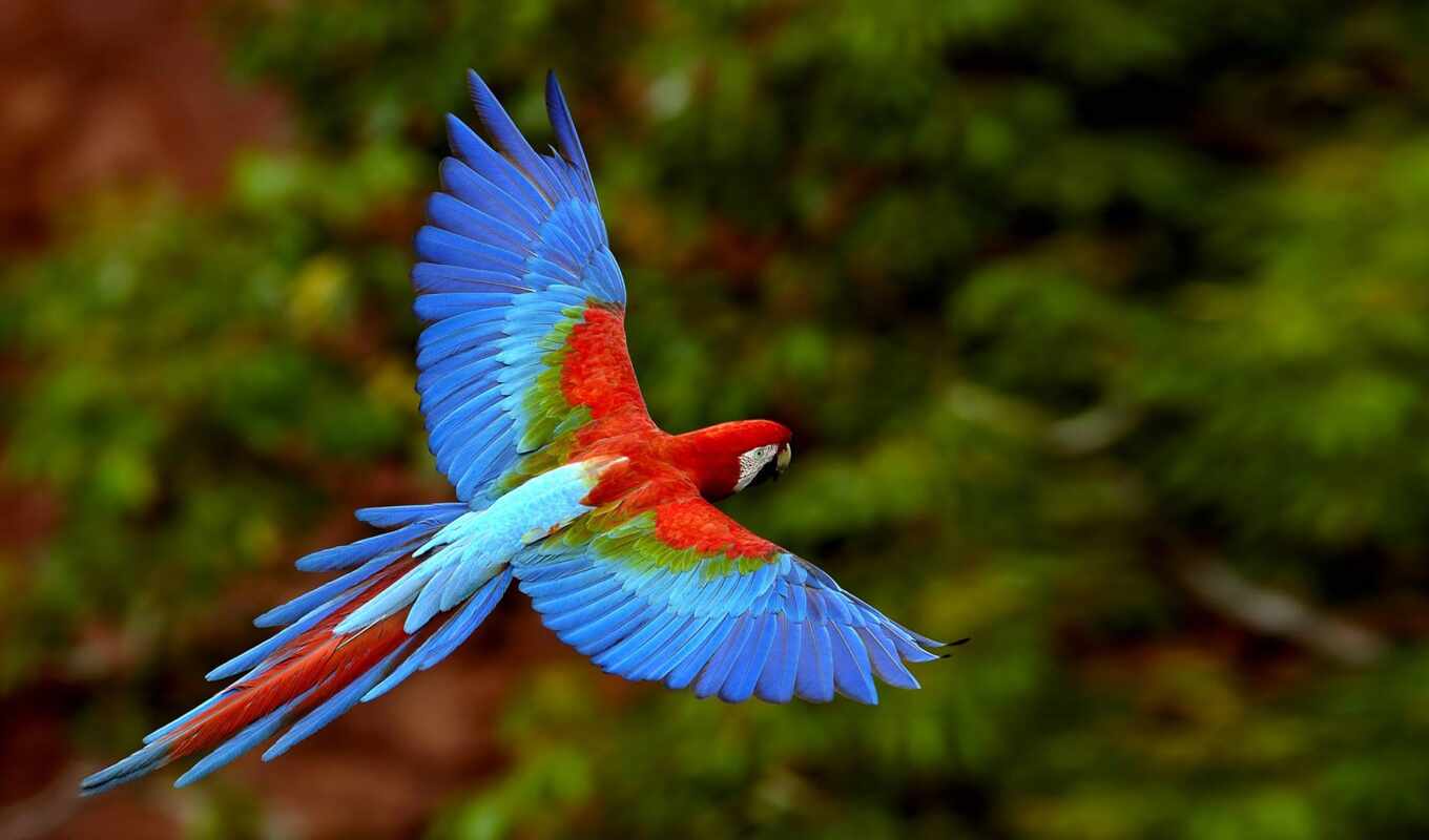 полет, птица, попугай, macaw, weed