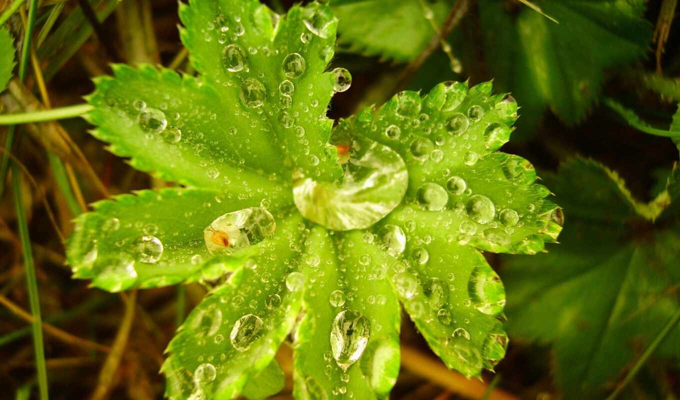 лист, капли, дождь, зелёный, после, листва, drops, роса, дождя, мокрая