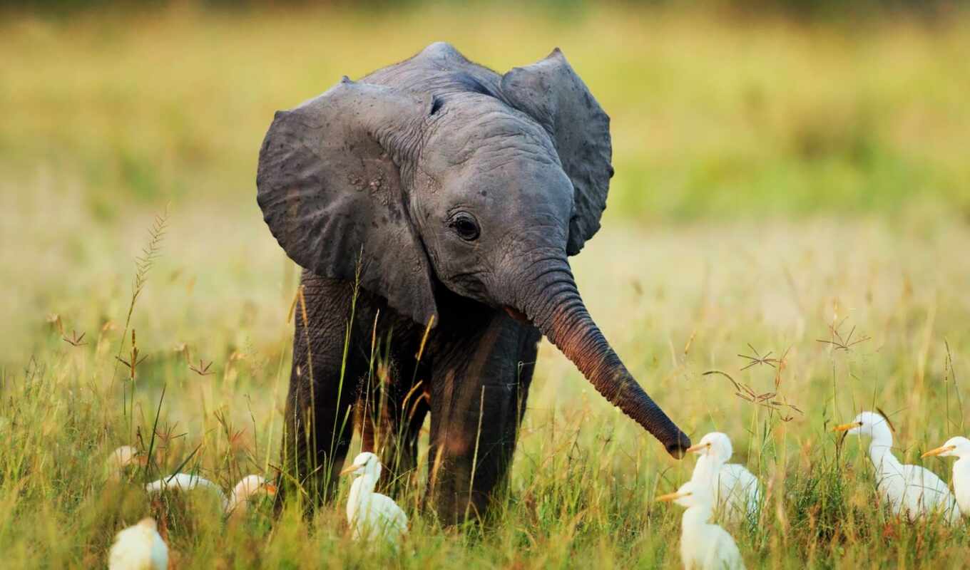 elephant, elephants, baby, pet, borneo, mature, pygmy