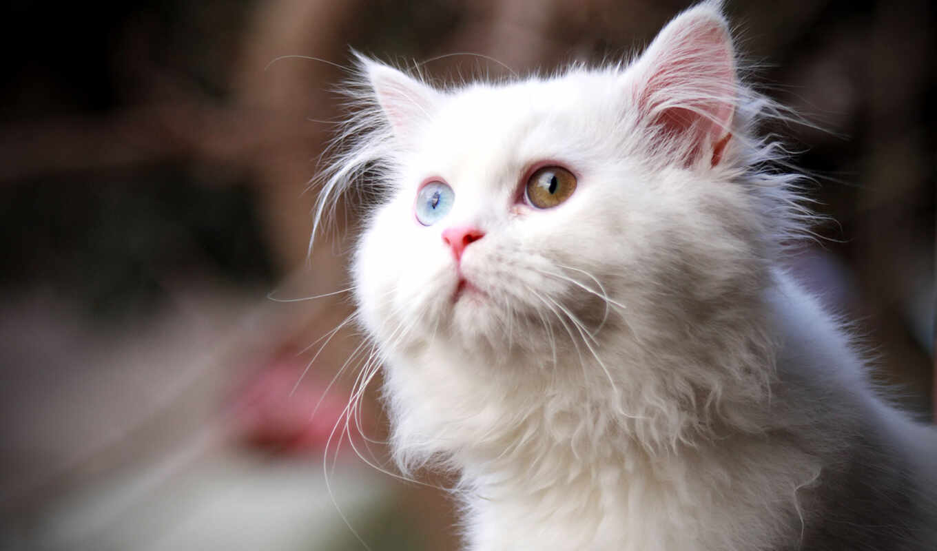 white, кот, nice, глазами, разноцветными, разными