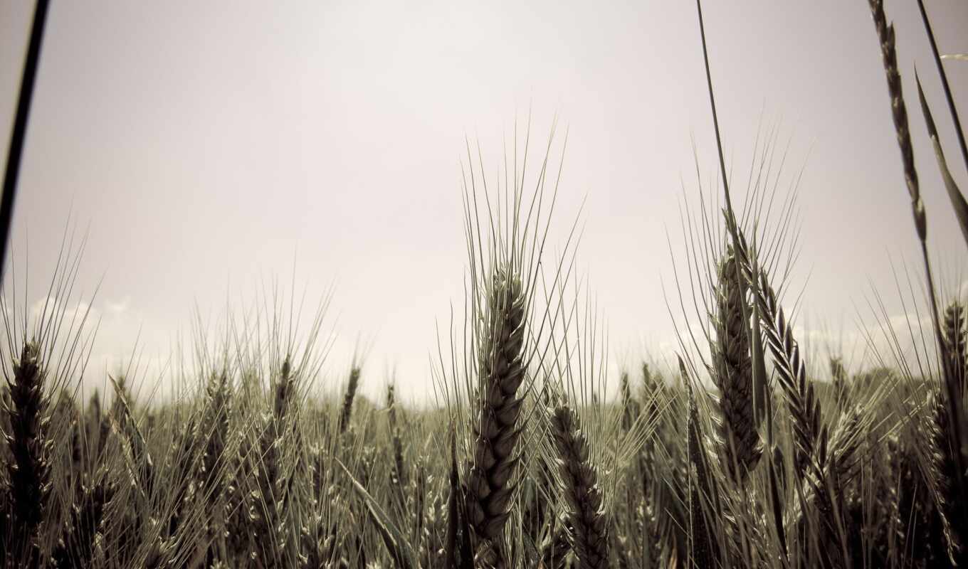 природа, небо, телефон, качественные, поле, пшеница, колосья