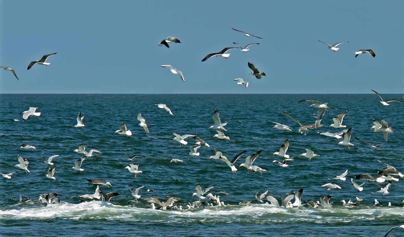 море, чайки, морем, птицы, над, ecosia