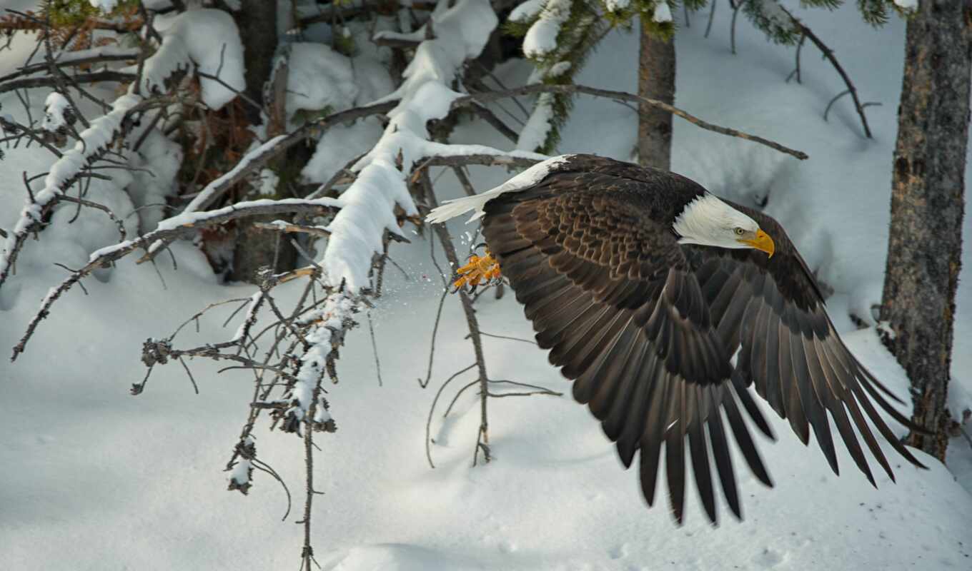 снег, winter, птица, орлан, animal, fly, крыло, hawk, лысый