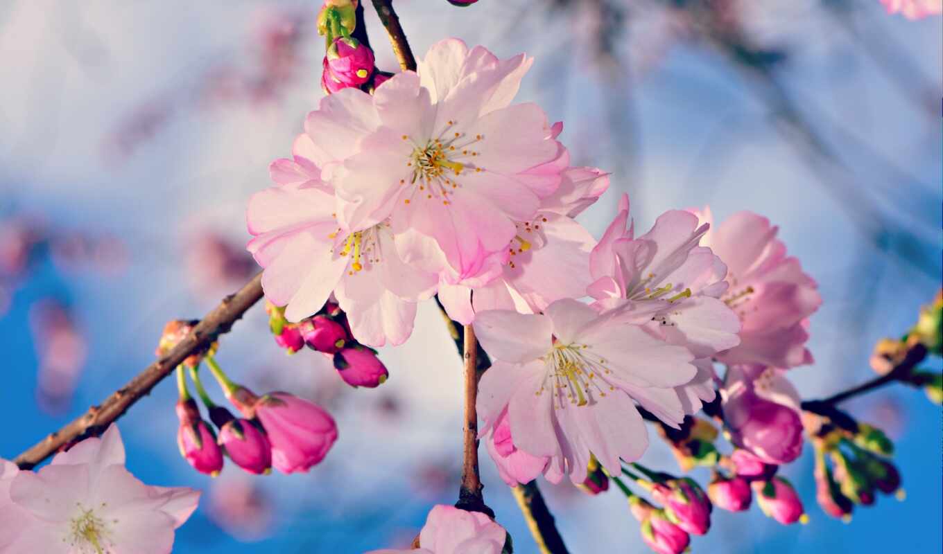 цветы, apple, ipad, розовый, branch, весна, бутон, yablonya