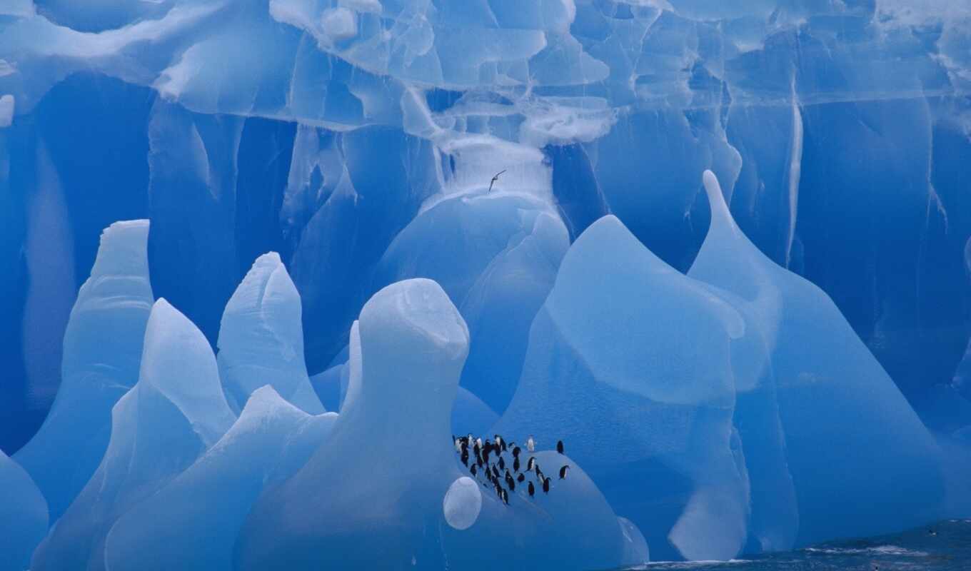 ice, sea, animal, beautiful, glacier, iceberg, penguin, shark