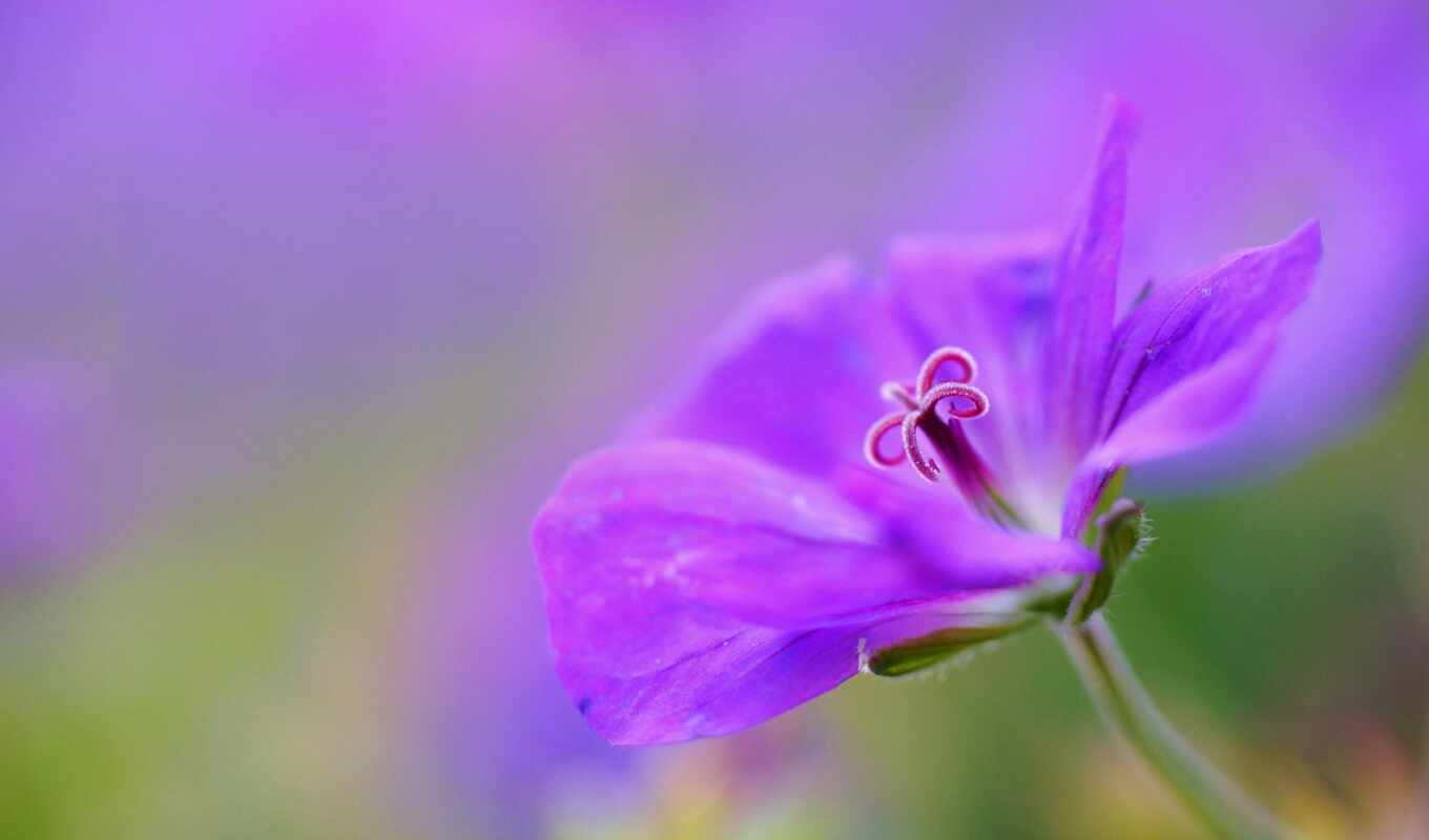 flowers, purple, petal, orange, blurring
