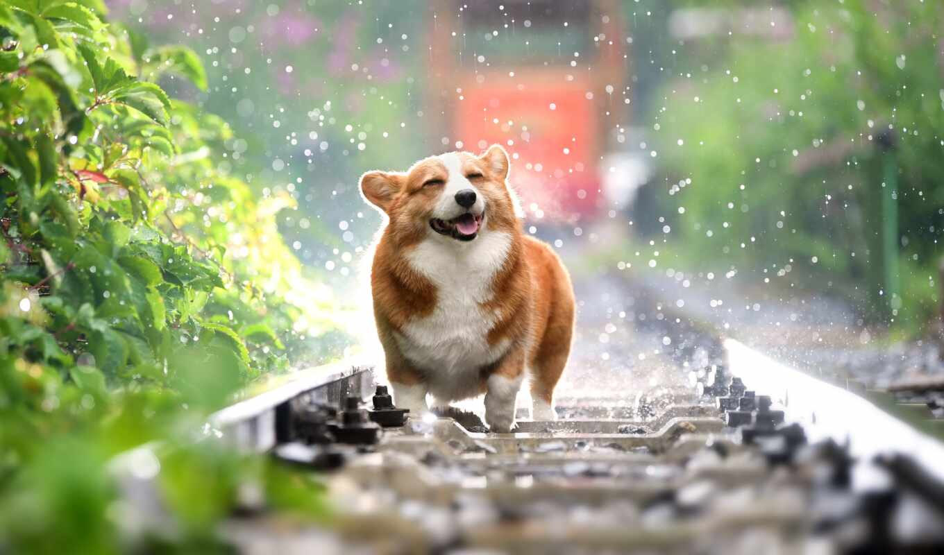 rain, dog, pet, corgi