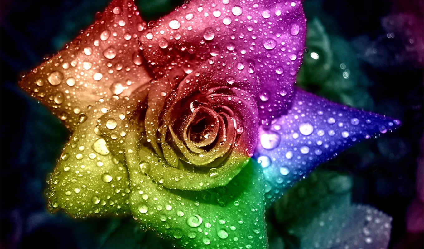 rose, water, drops, roses, drops, animations, multicolored