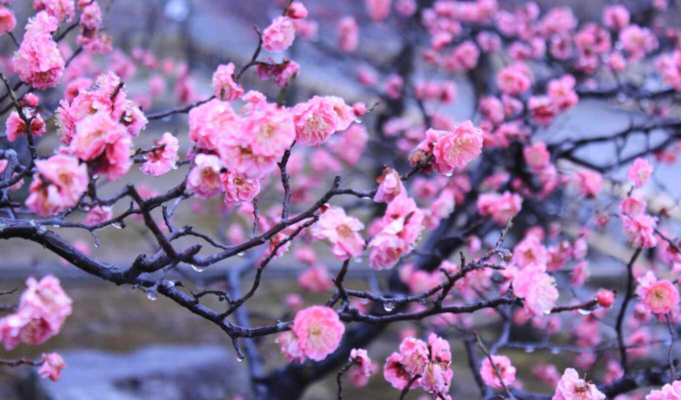 природа, цветы, подборка, красивые, japanese, весна, сакуры, японской, kyoto, ежедневная