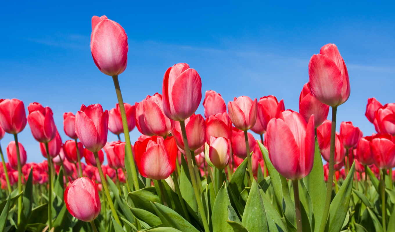небо, цветы, весна, тюльпаны, tulips, бутоны