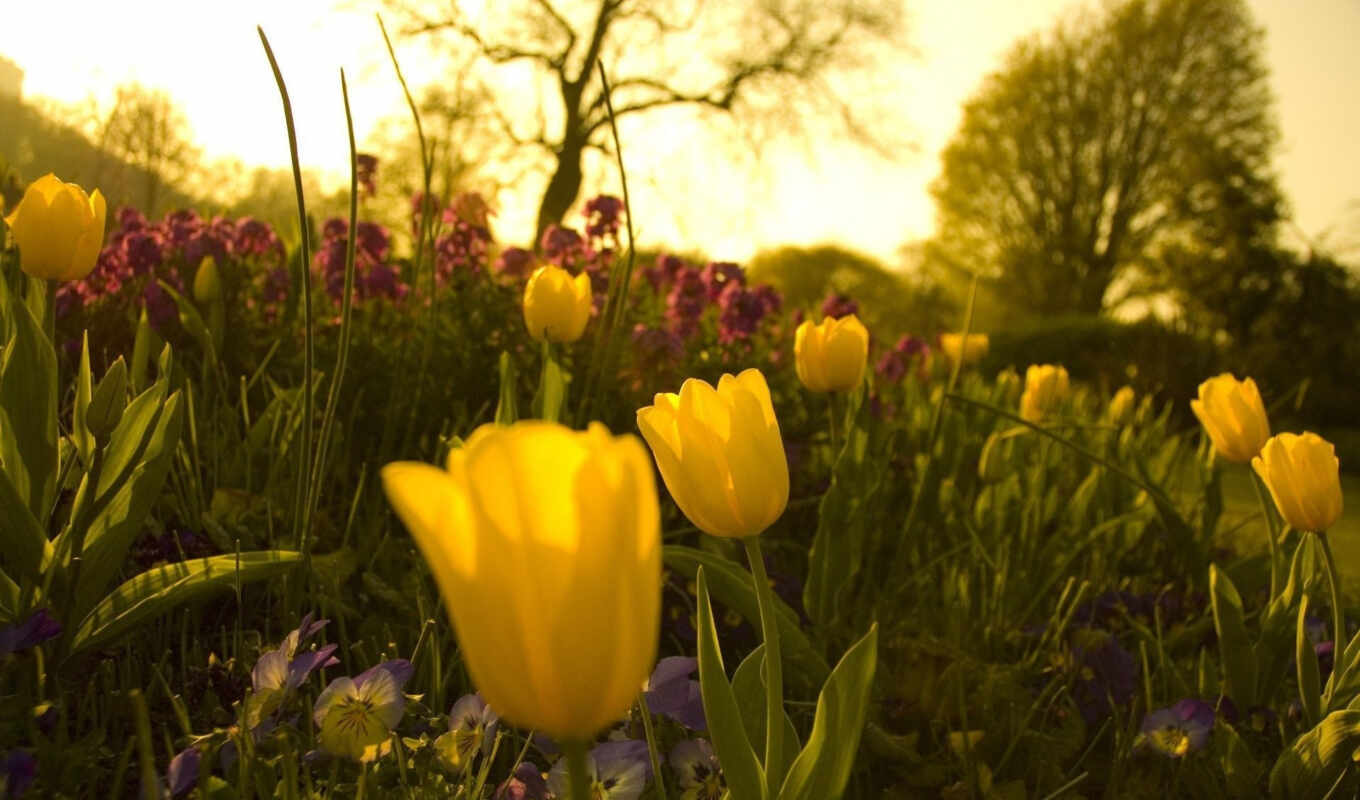 цветы, garden, flowers, весна, preview, tulips, sunshine